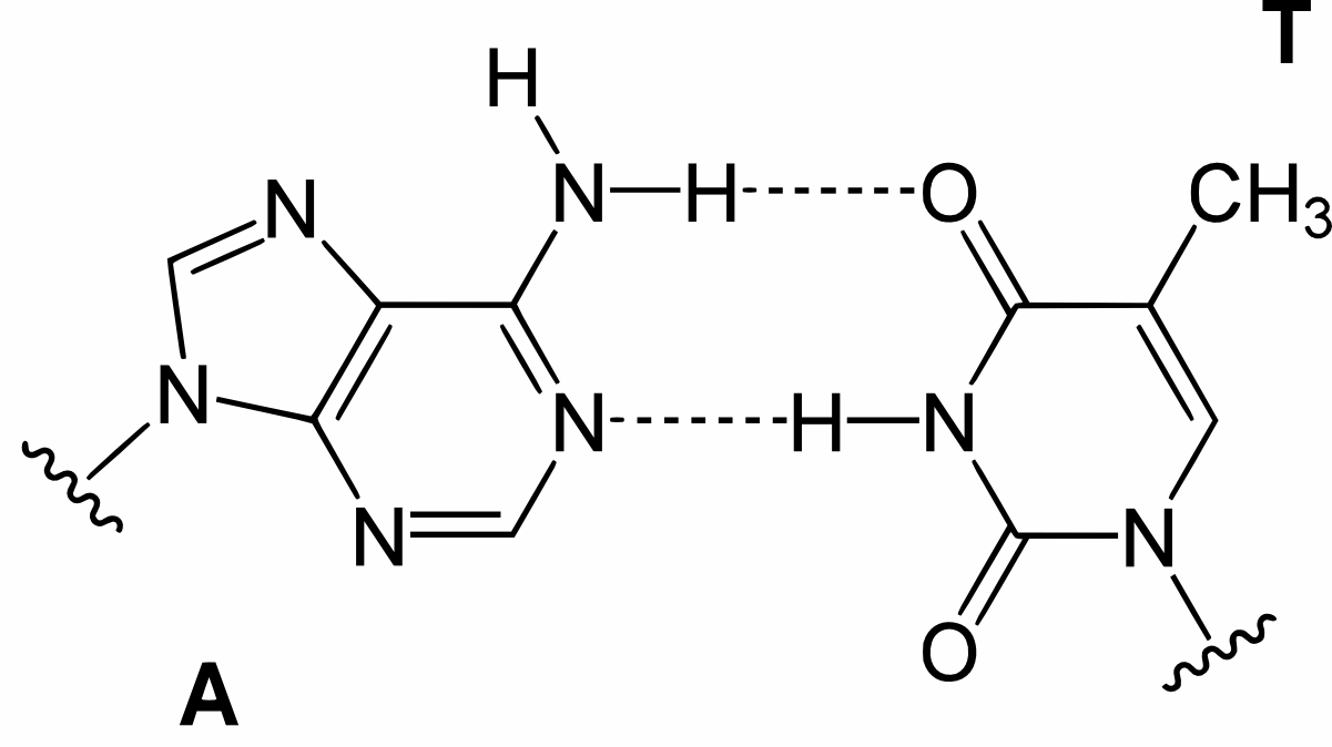 AT base pairs