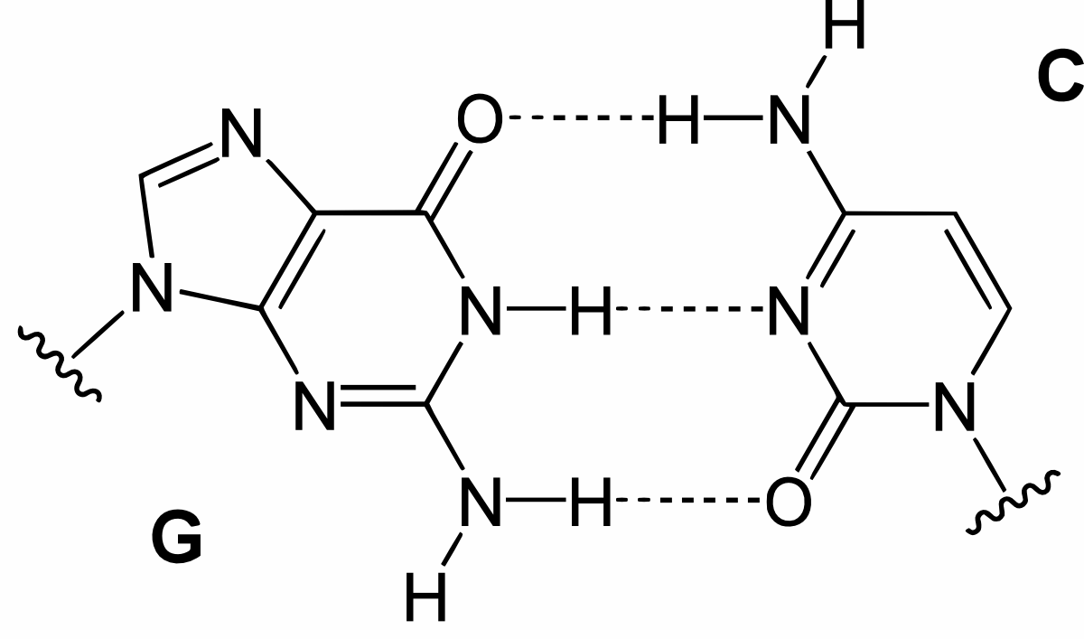 GC base pairs