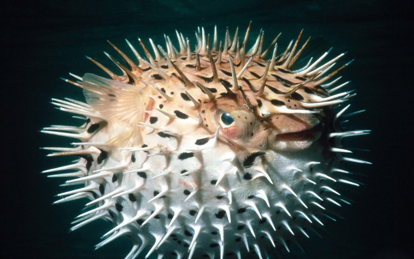 pufferfish