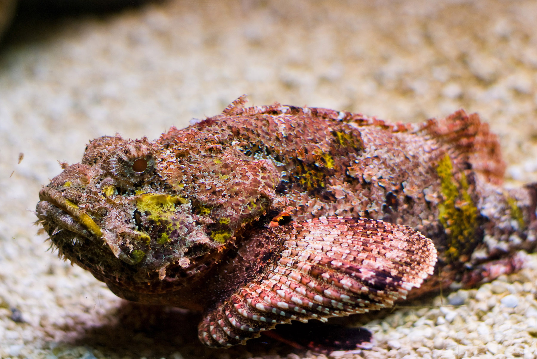 stonefish