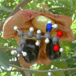 animated Hypoglycin A