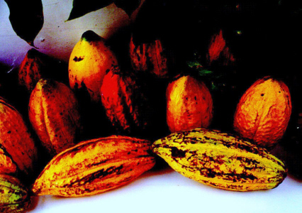 cocoa pod