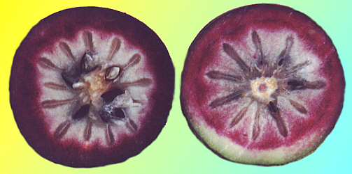 red star apple